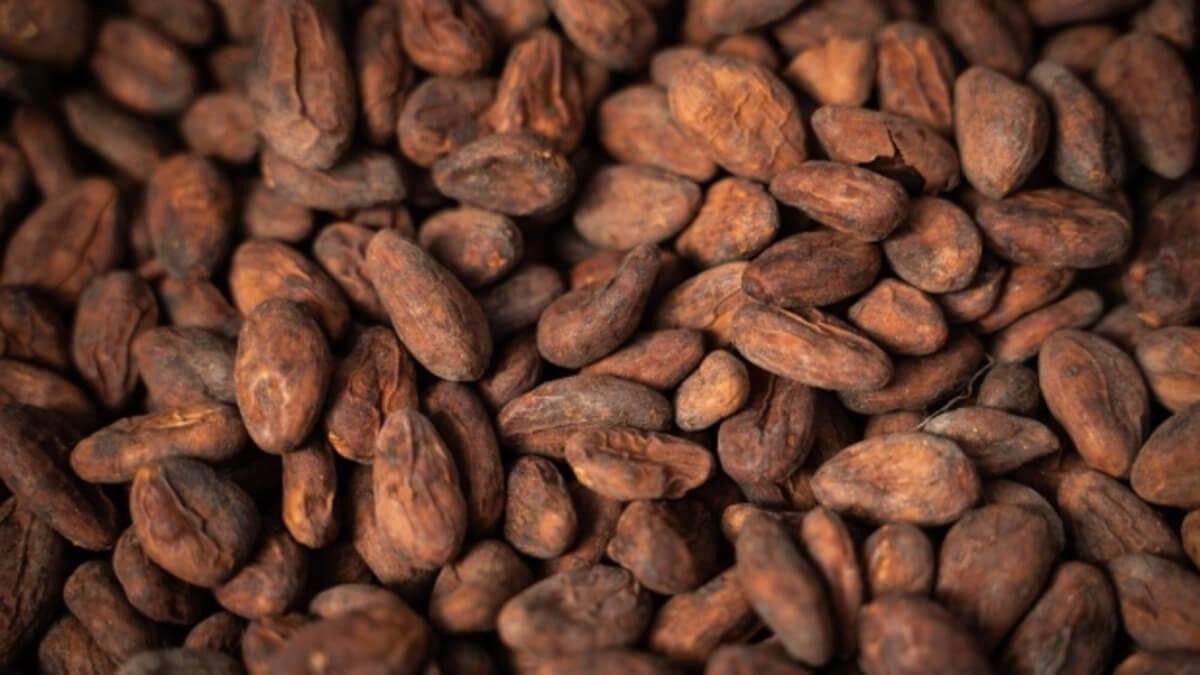 Ivory Coast Halts Fairtrade Cocoa Program Amid Fraud Concerns