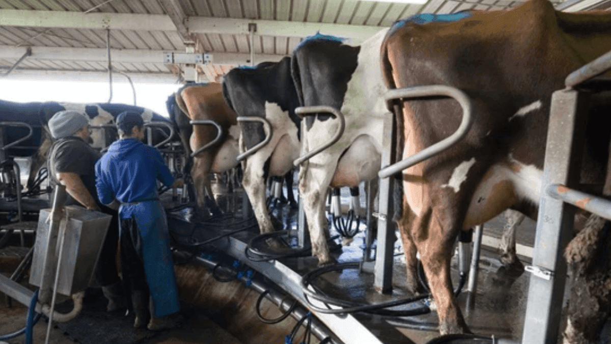 Potential Windfall For New Zealand Farmers As  Auckland-Based Dairy Giant Plans Asset Sale
