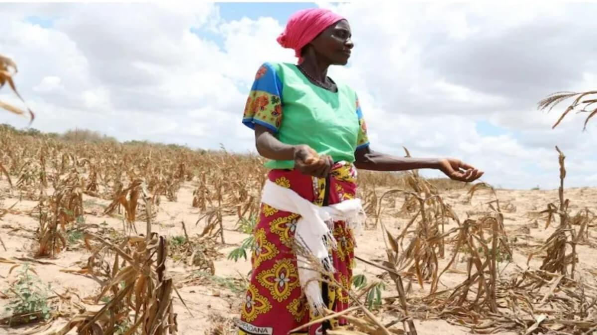 Zimbabwe Turns To Private Sector To Address Grain Shortage Caused By Drought