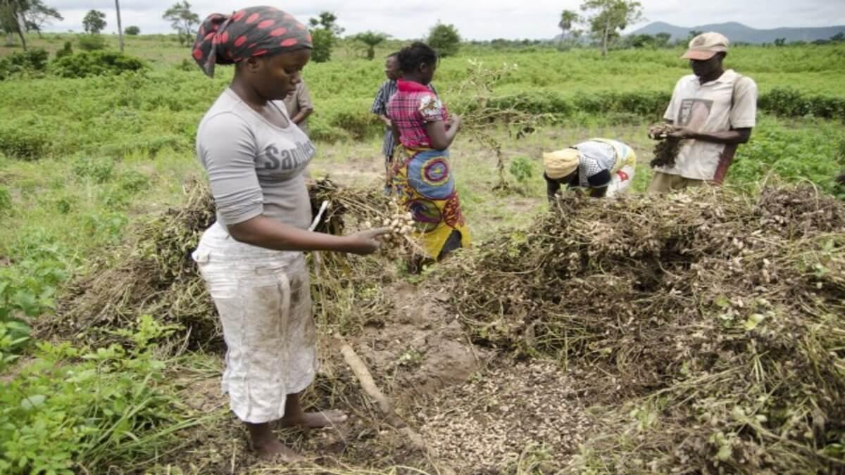 LAPO Disburses Over ₦5 Billion To Boost Rural Agriculture In Nigeria