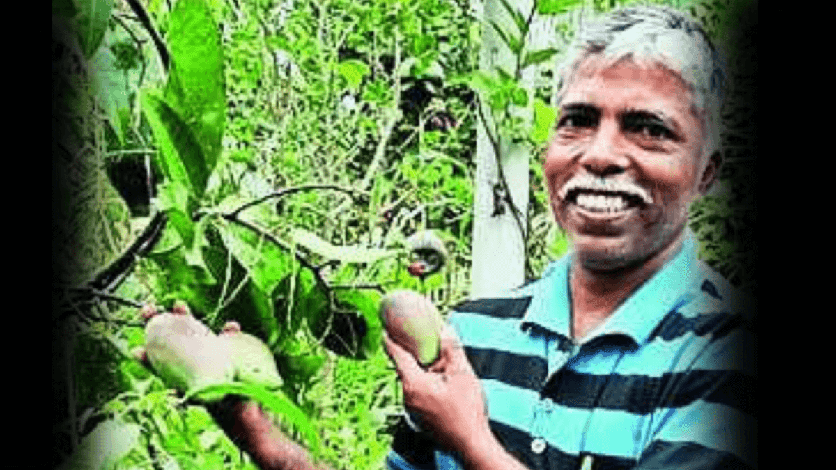 Indian Farmer Successfully Cultivates Japanese Special Mango On His Terrance
