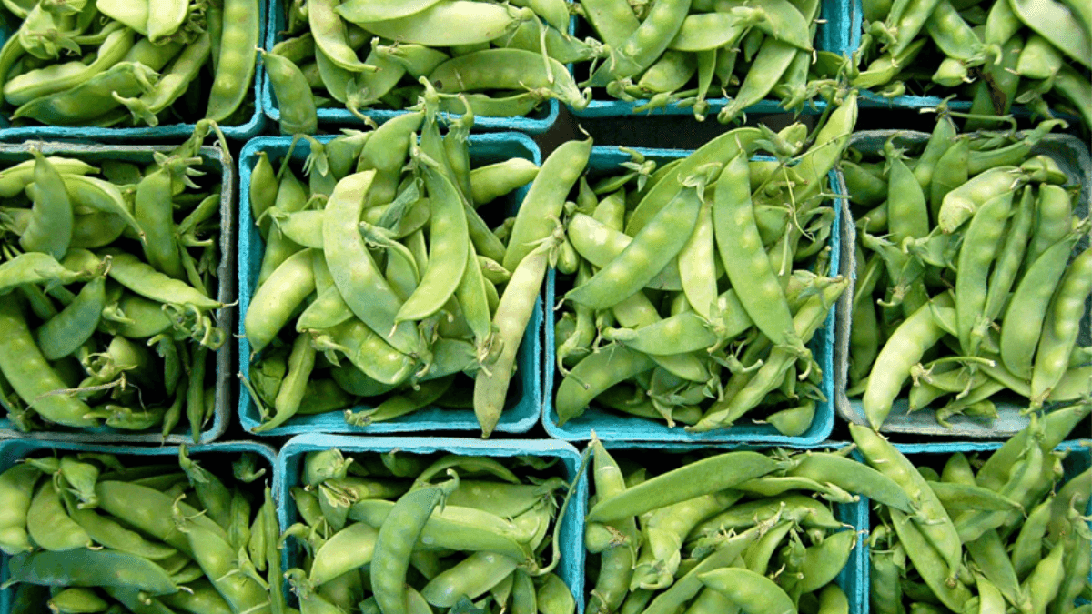 Europe Consumes Majority Of Peas From Peru As Season Begins