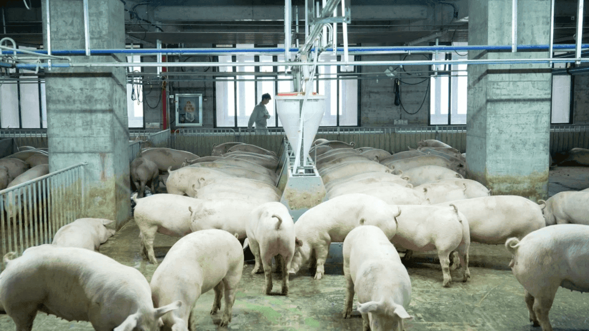 China Creates New Lansi Pig Variety That Grows Faster Than Regular Ones