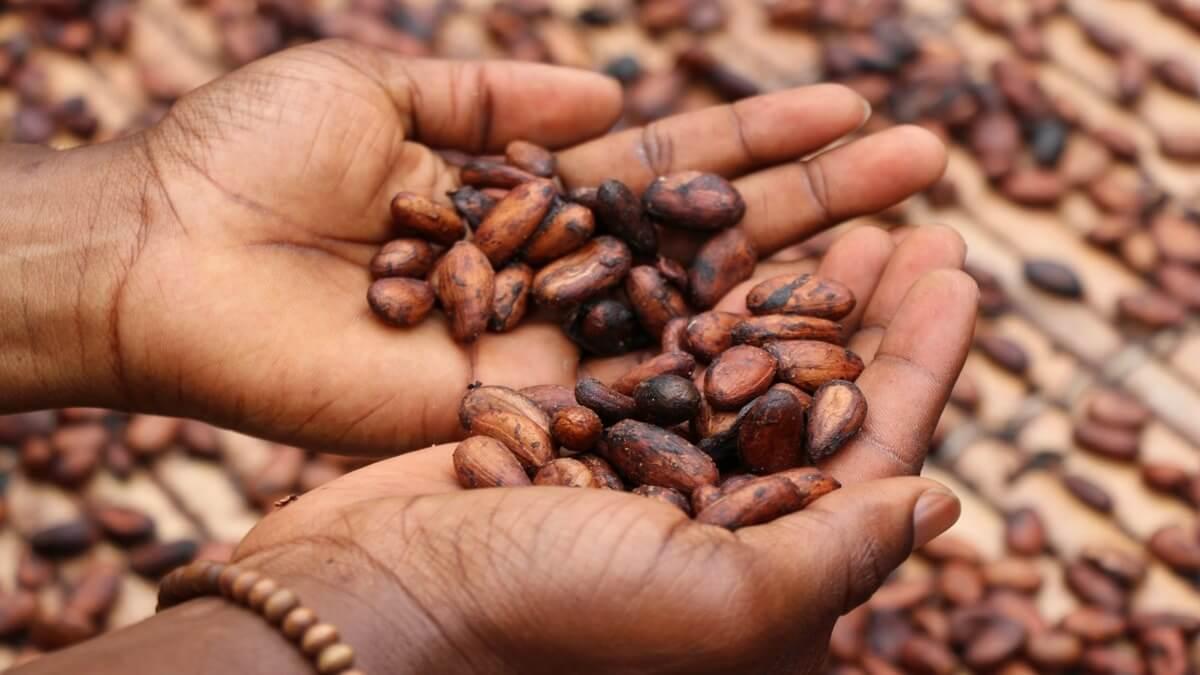 Taraba Cocoa Farmers Enjoy Boom As Prices Reach Record Highs