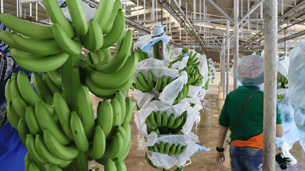 Ecuador Introduces Unique Banana Code System