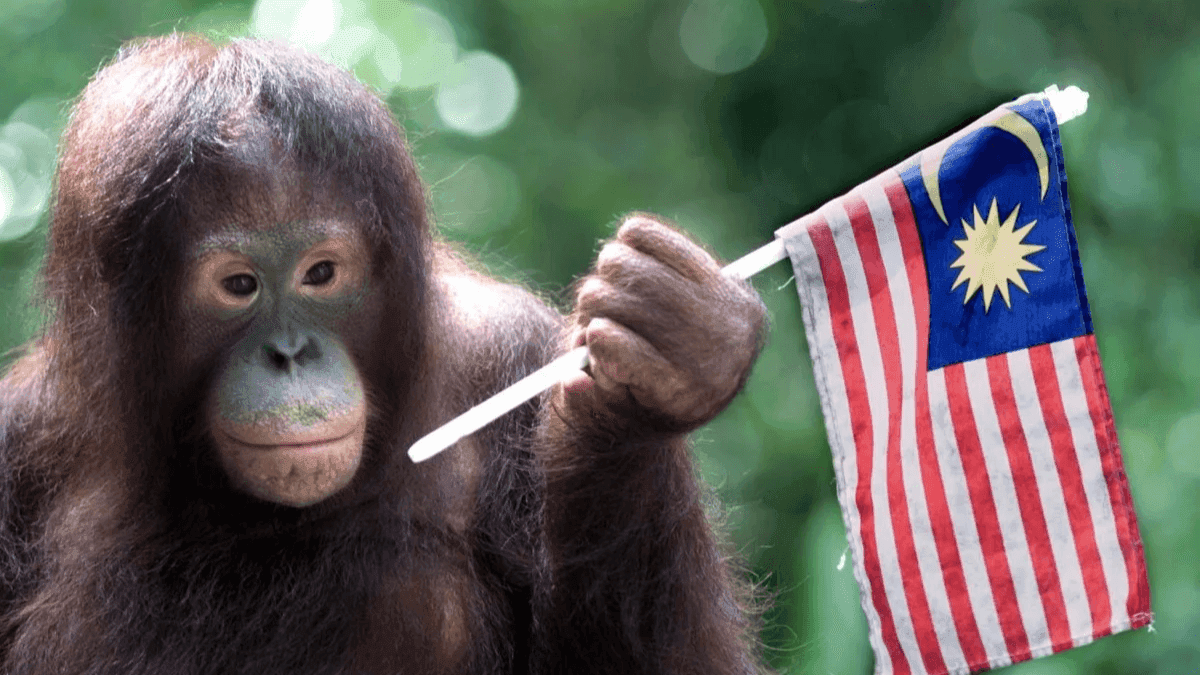 Malaysia Launches "Orangutan Diplomacy" To Tackle Palm Oil Criticism