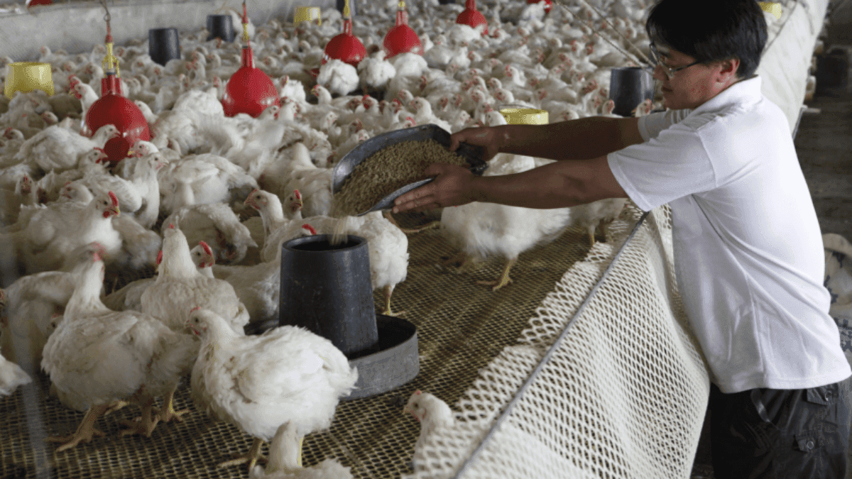 3 Compelling Reasons Investors Are Flocking To Asian Poultry Industry