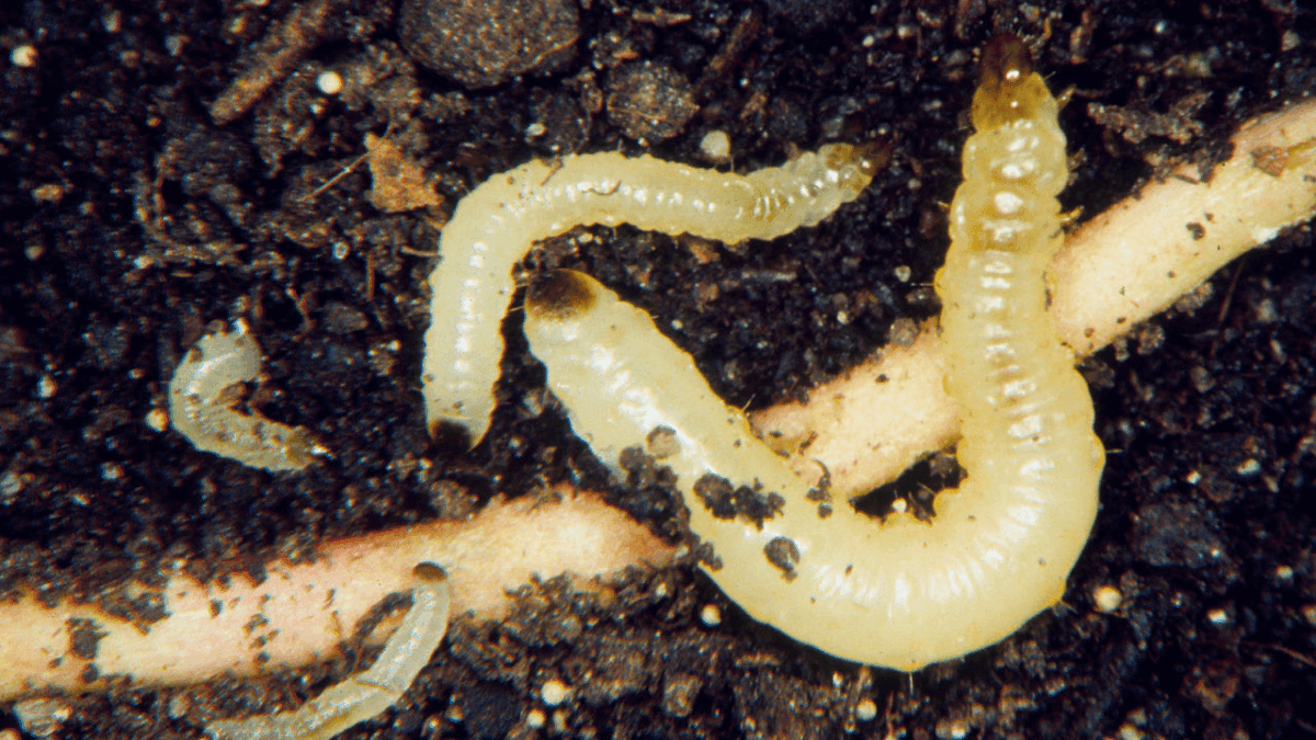 US Environmental Agency Approves New Corn Rootworm Bioinsecticide