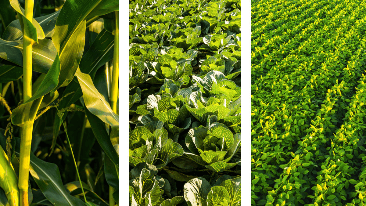 Canada Allocates Over $8 Million To Crop Diversification Research