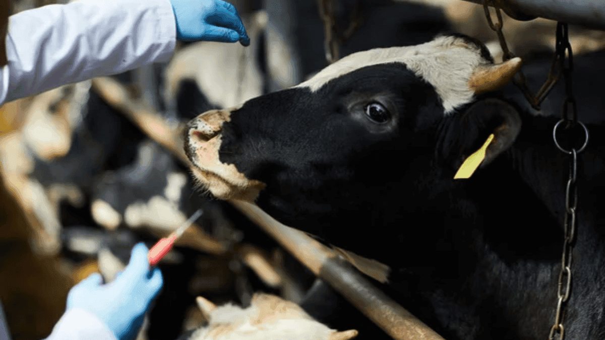 USDA Invests $800 Million In New H5N1 Funding To Protect Livestock Health