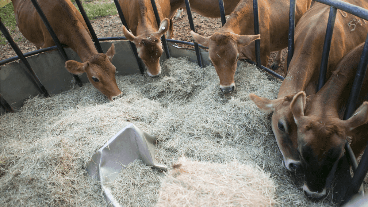 Overview Of European Commission's Publication On EU Feed Protein Production