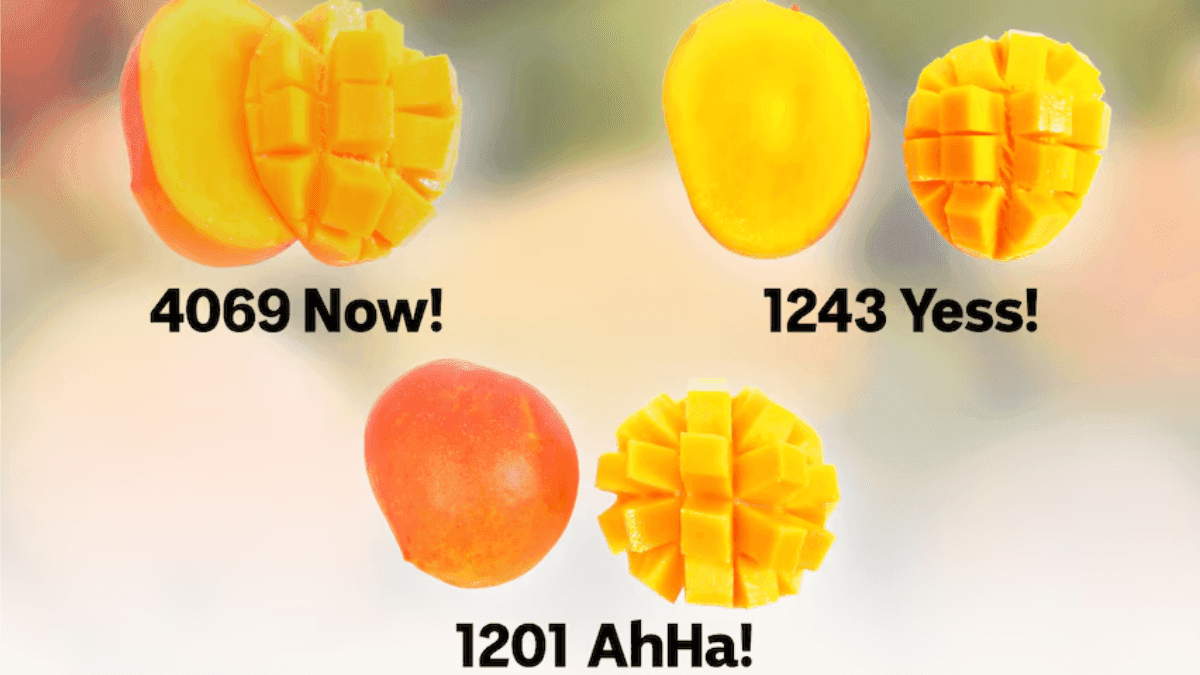 Australian Agric Company Cultivates Three New Mango Varieties