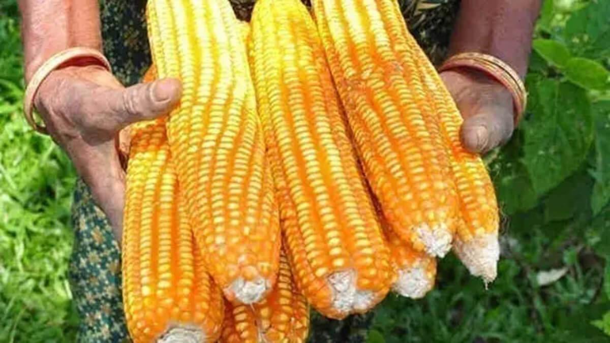 Tanzania To Export Maize To DR Congo Amidst Anticipated Bumper Harvest