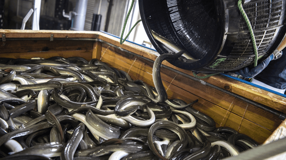 US Indian Tribe Receives $4.3 Million Grant For Eel Farming