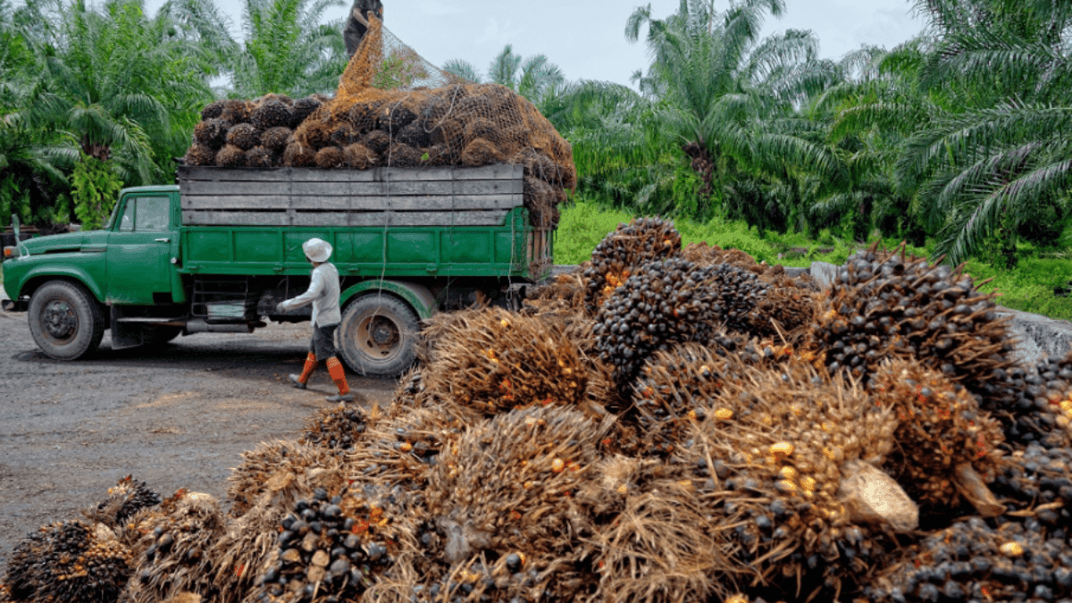 Palm Oil Prices Soar By 120% Amid Growing Demand, Supply Shortage