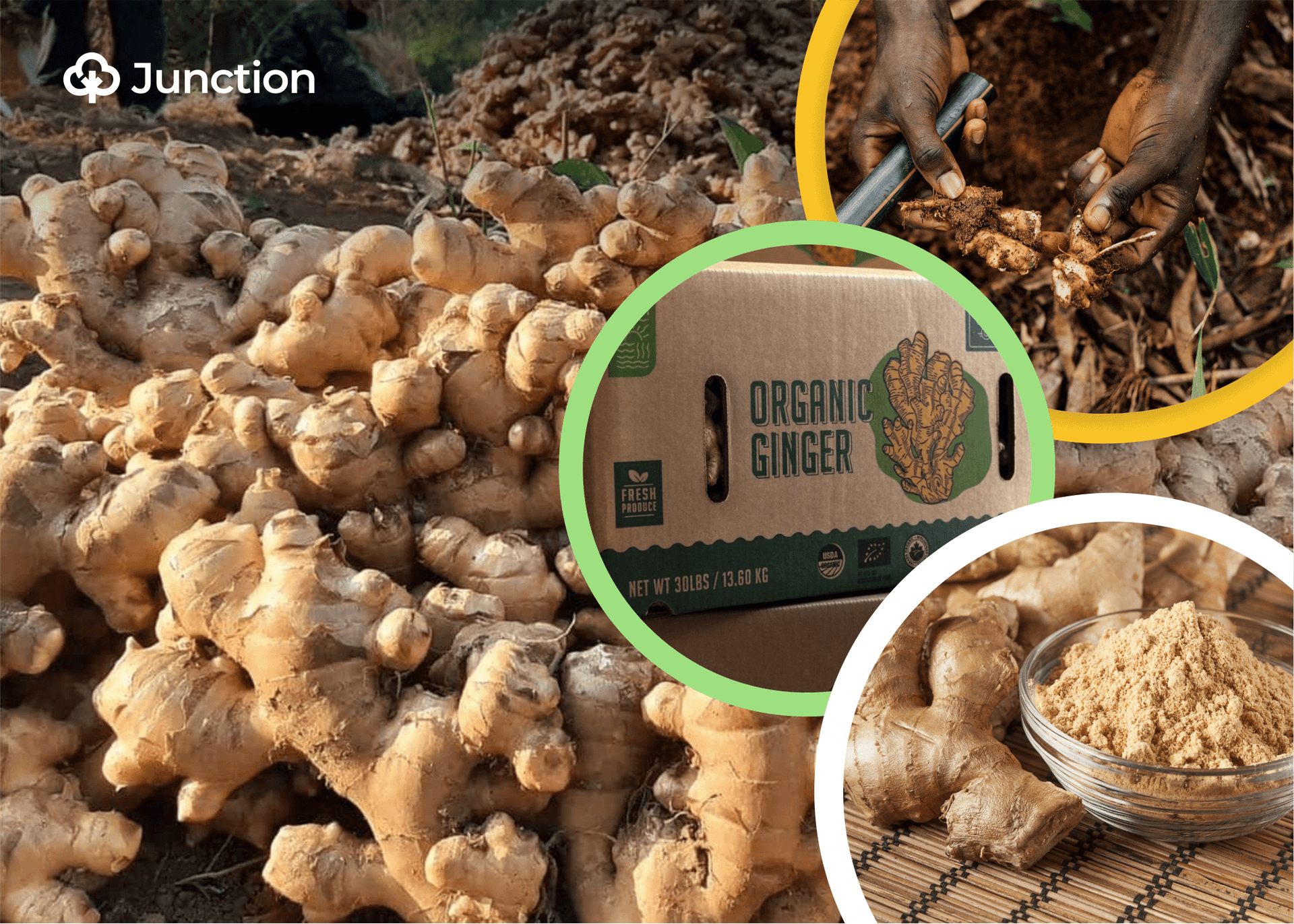 Why more Nigerian farmers should plant ginger