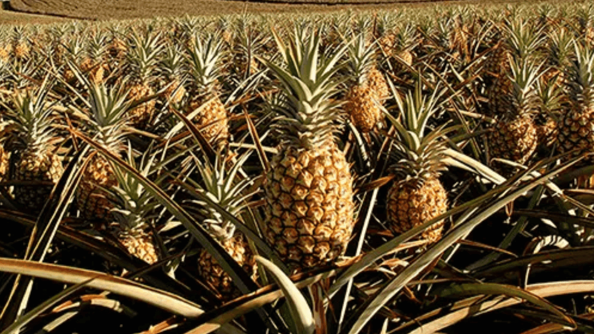 Nigeria Imports ₦50 Million Worth Of Pineapples Daily