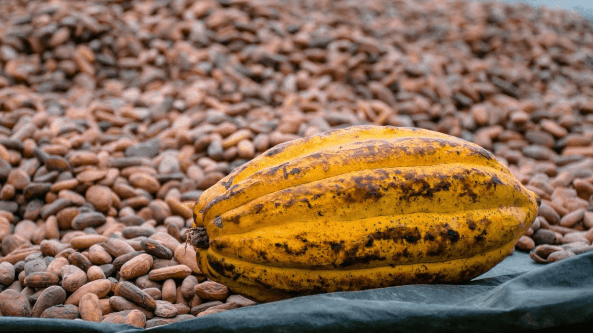 Cocoa Farmers Call For Urgent Funding To Sustain Industry Growth