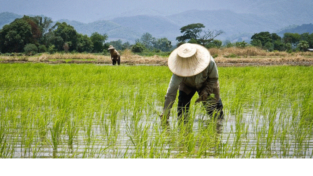 FAO, IFAD Launch $282 Million Programme To Revolutionise Agriculture, Combat Climate Change