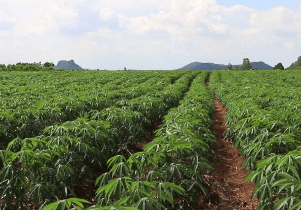 Nigerian Farmers Demand Compensation Over Losses Caused by Naira Redesign
