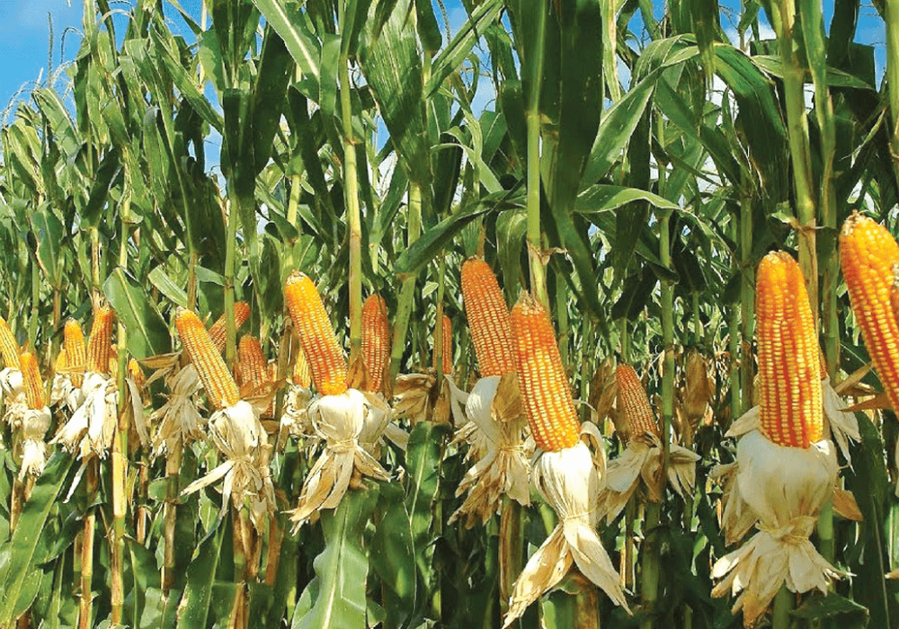 High Fertiliser Prices Threaten Wet Season Farming In Nigeria