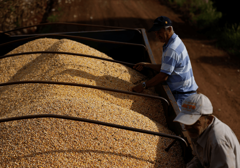 Brazil Could Dethrone US As No. 1 Corn Exporter In 2023