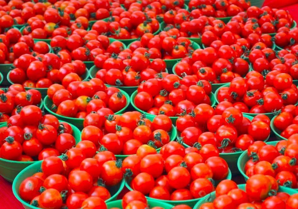 Tomato Prices In India Surge 700% As Heavy Rains Force Scarcity