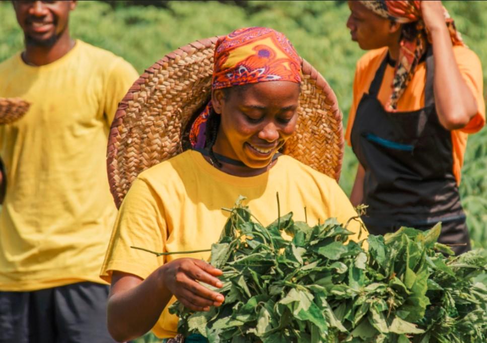 Dutch-Funded IITA Youth Project Aims To Empower Young Agripreneurs In Nigeria