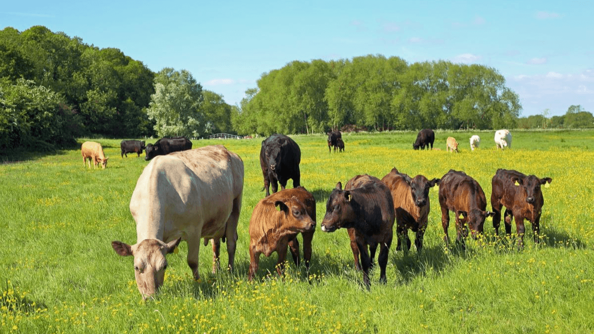 Falling Beef Prices Costing Irish Farmers Up To £2M Per Week
