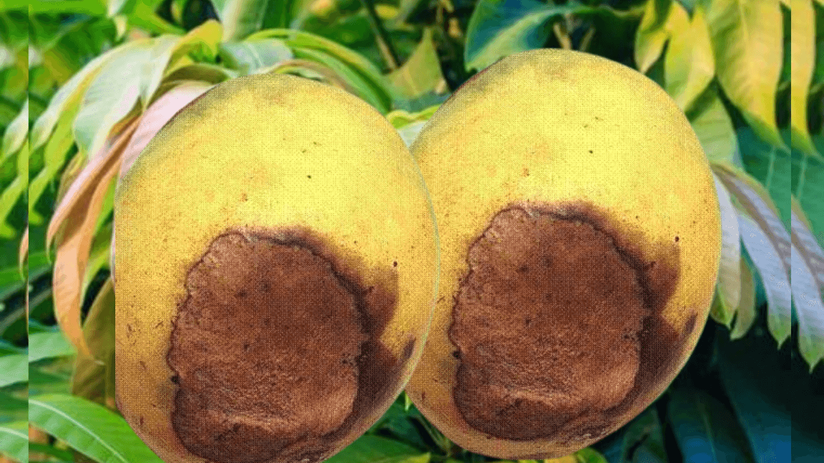 Record Heatwaves Destroying Mango Crops In Egypt