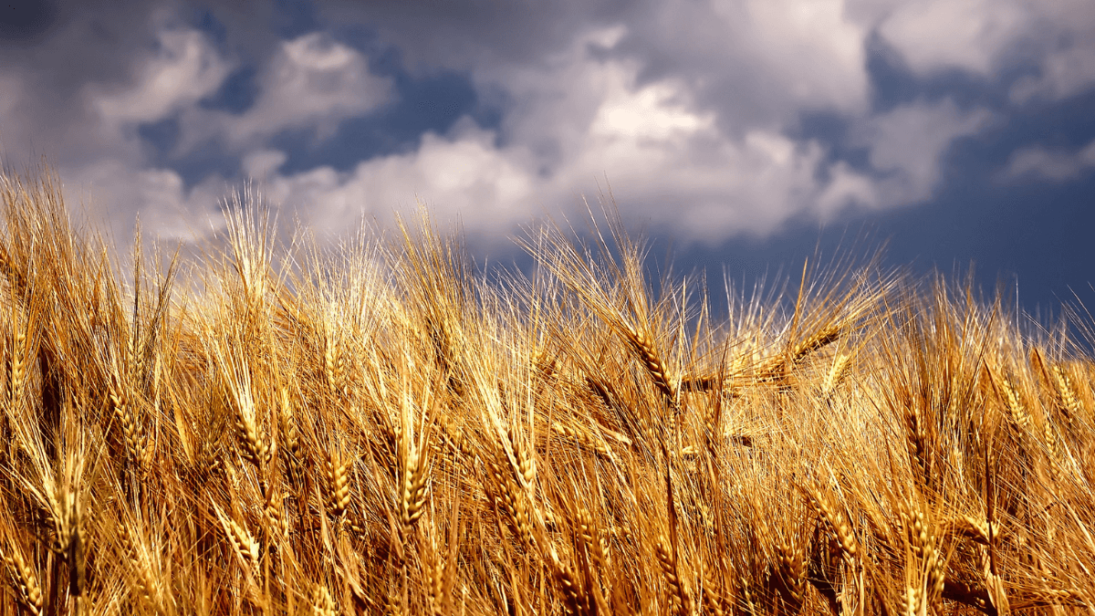 UK Farmers Increase Crop Yield Despite Reduced Fertiliser Use