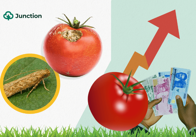 Tuta absoluta: meet pest behind Nigeria's 2023 tomato scarcity