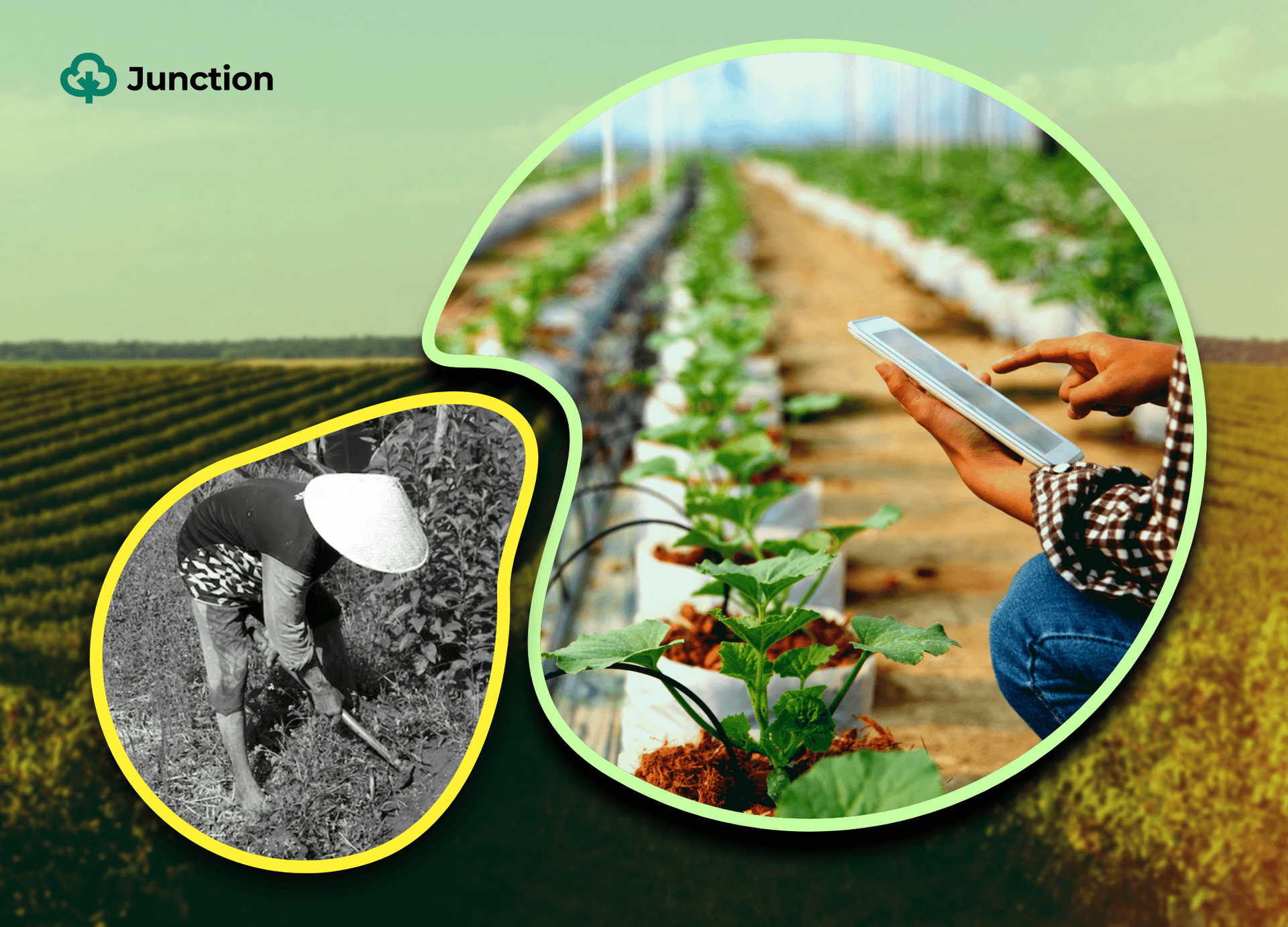 A case for medium holder agriculture in Nigeria