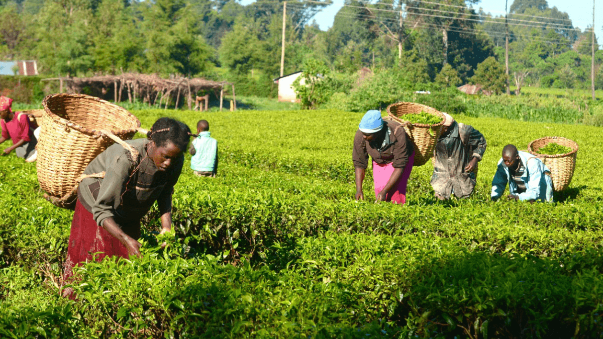 UK Government To Fund Nigeriaâs Agriculture With £55M