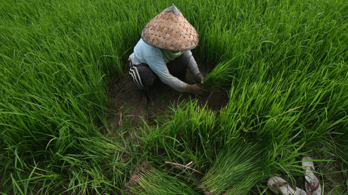 El Nino: Indonesia Prepares 500,000 Hectares For Rice Production In Anticipation