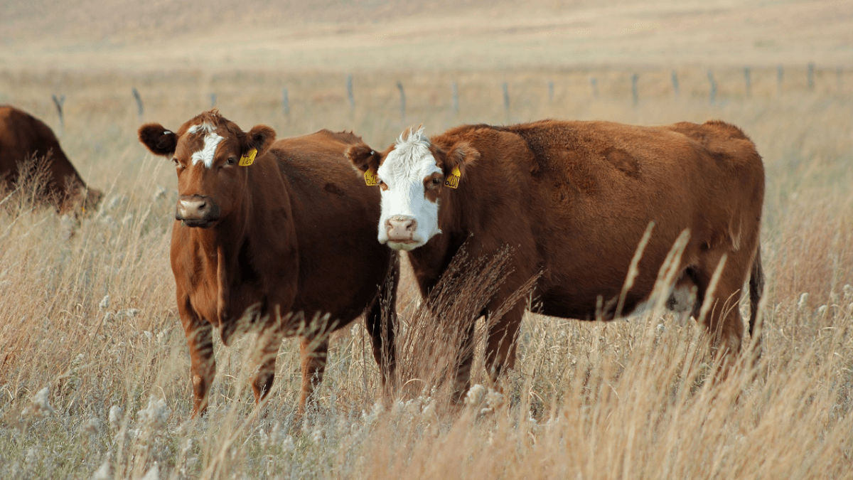 UK Farmer Seeks Judicial Review Over Cattle Culling Compensation