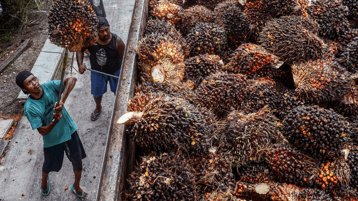 Global Demand For Palm Oil Increases As Rival Oil Prices Rise
