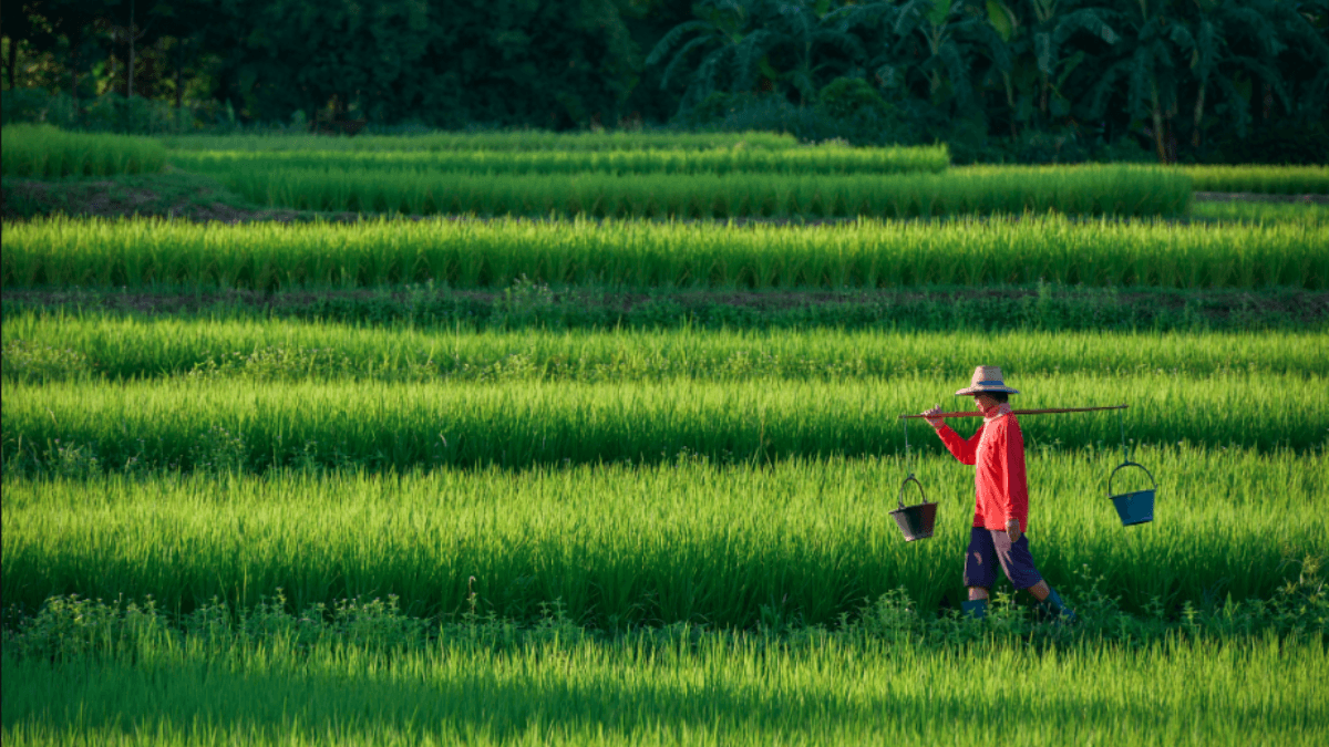 China Reclaims 170,000 Hectares Of Farmland To Cut Food Imports