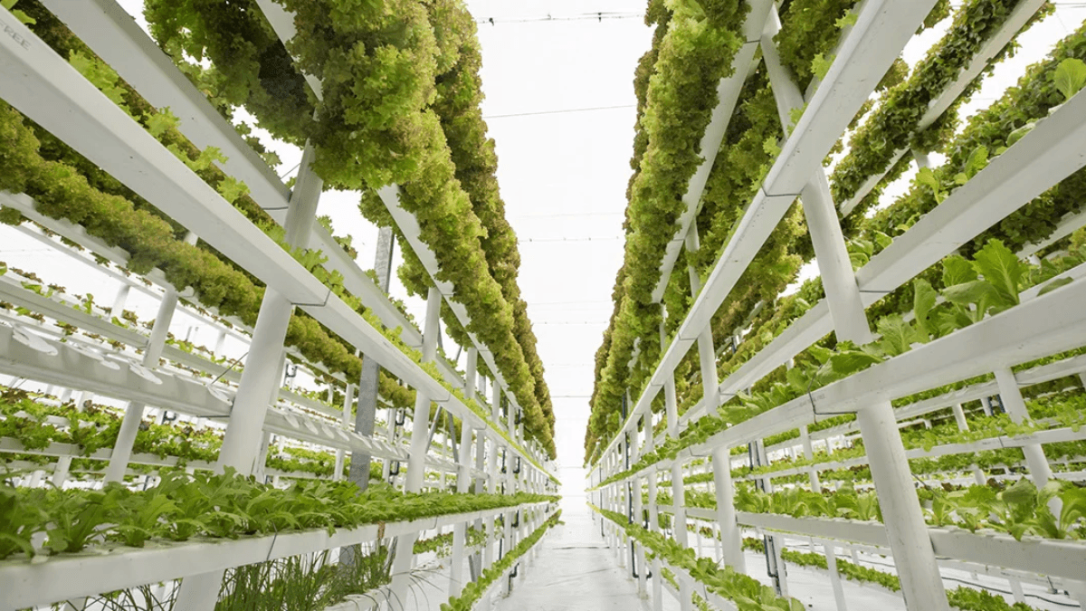Dutch Agriculture Financier Says Sector At Its Limits, Calls For New System