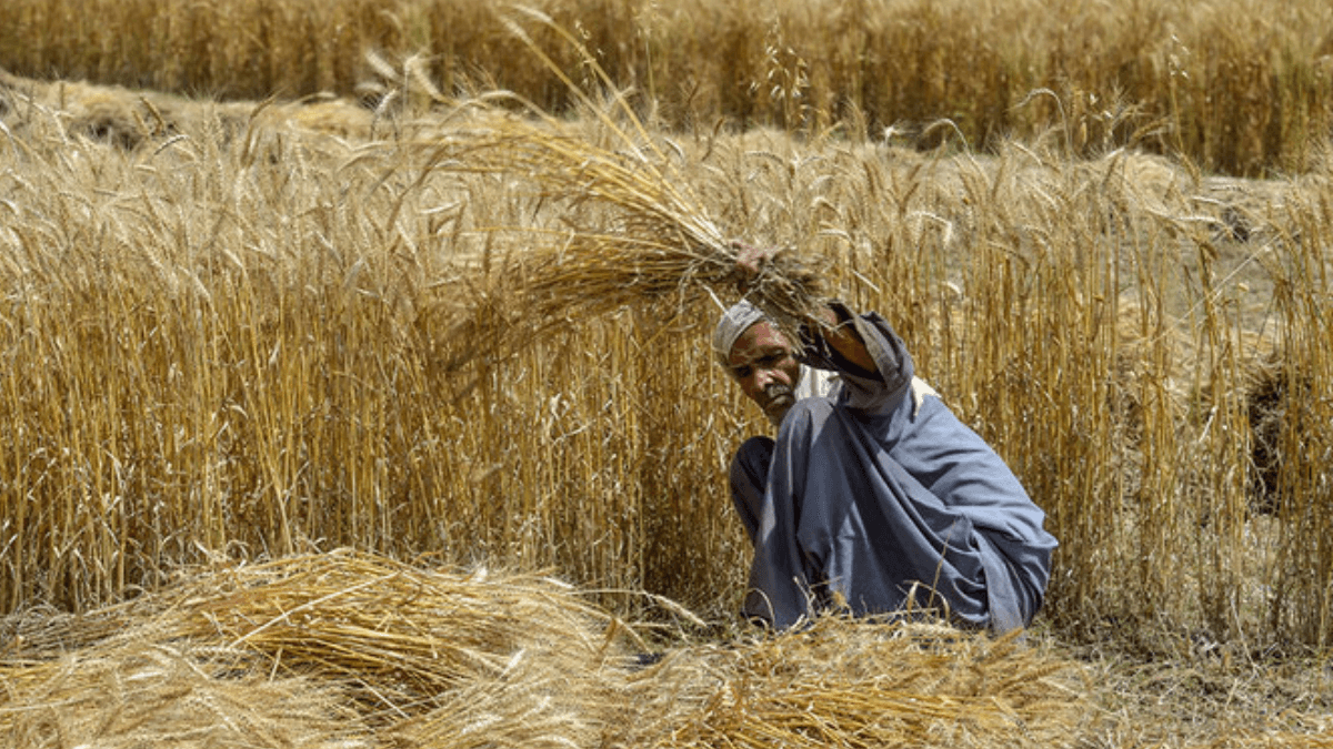 Pakistan's Wheat Harvest Forecasts Pass 28 Million Tons â USDA