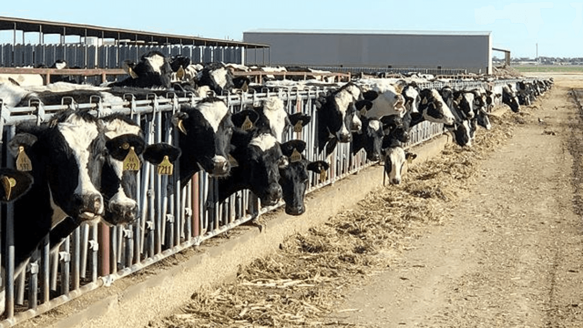 EPA Rejects Appeals To Change Livestock Rules