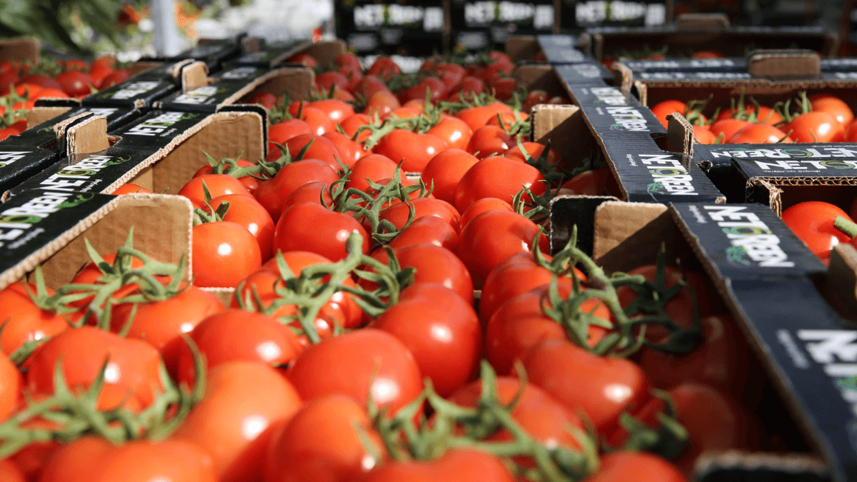 Morocco Surpasses Spain, Netherlands As Top UK Tomatoes Supplier