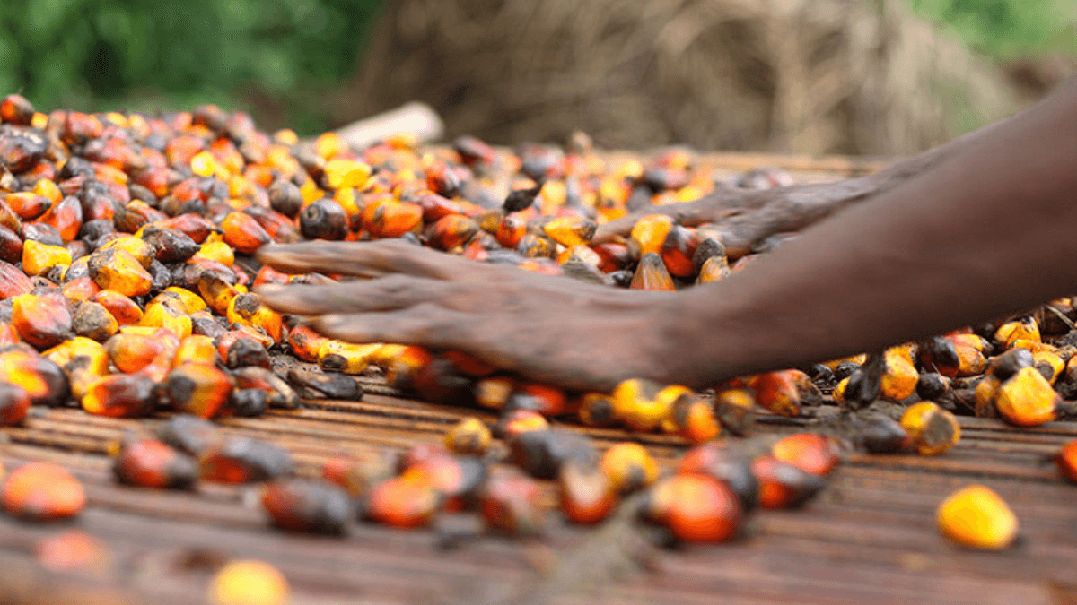 Ondo State Commences Oil Palm Factory Construction To Generate Jobs, Revenue
