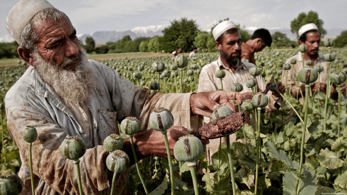 Afghan Farmers Could Explore Viable Alternatives To Poppy Production