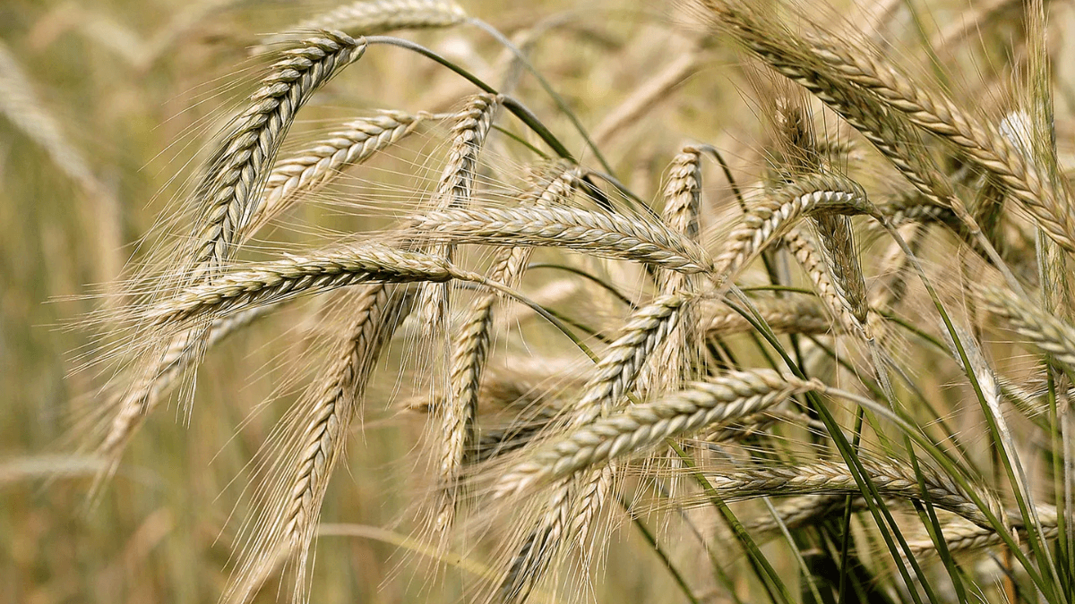 Ethiopia Achieves Near Self-Sufficiency In Barley Production, Slashes Imports By 78%