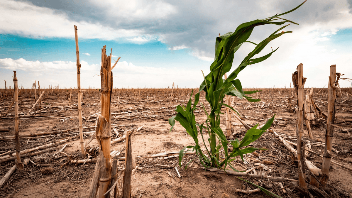 Investment Group Urges G20 Countries To Reform Agricultural Subsidies In Line With Climate Goals
