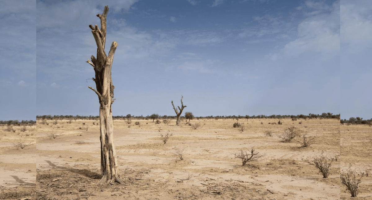 Saudi Arabia Seeks To Combat Desertification With AI