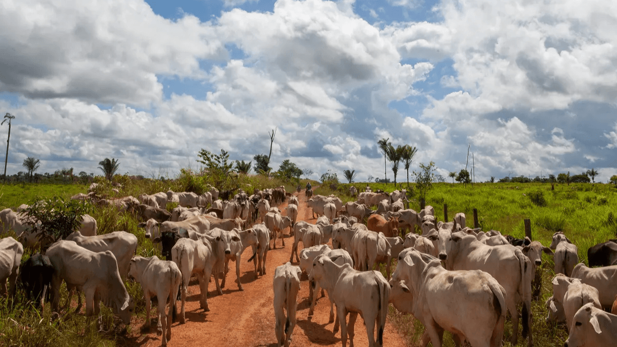 US SEC Urged To Stall JBS IPO Listing Over Deforestation Concerns