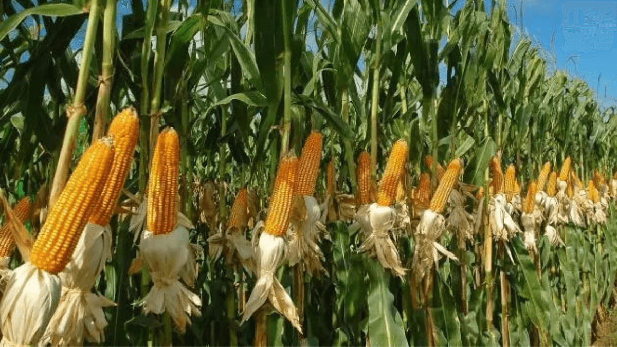 Crop Production Leading Sub-Sector In Nigeria, Drives Agriculture Recovery In Q2 2023
