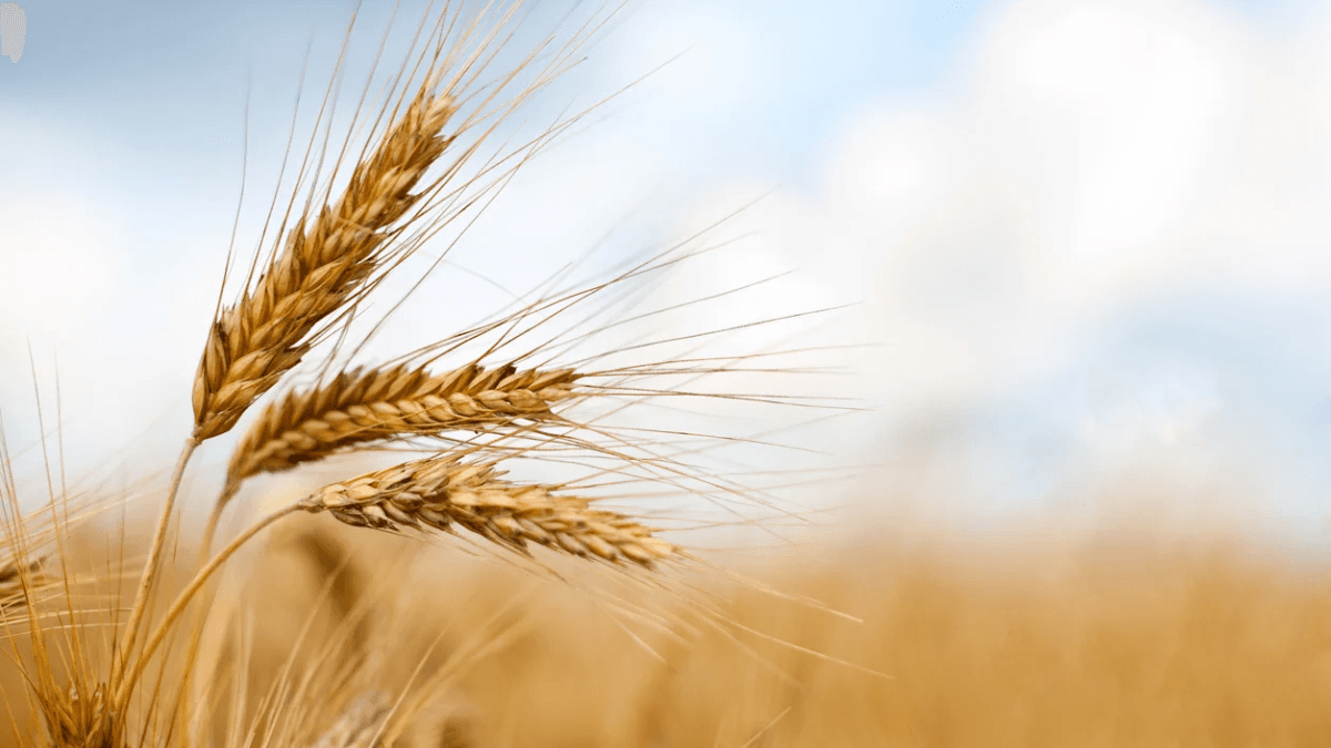Extreme Weather Disrupts Harvests In Germany